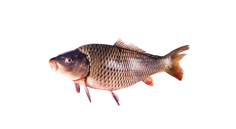 Kapor rybničný